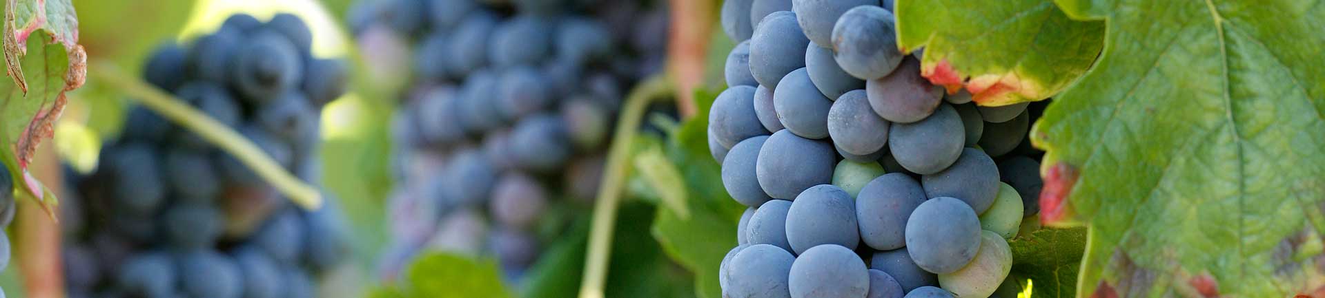 Uvas cultivadas pela Casa da Ínsua no Dão