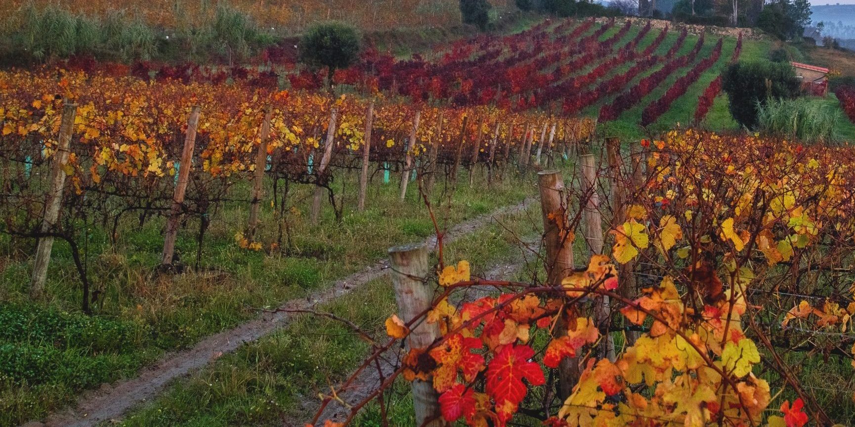 Luís Pato em suas vinhas na Bairrada