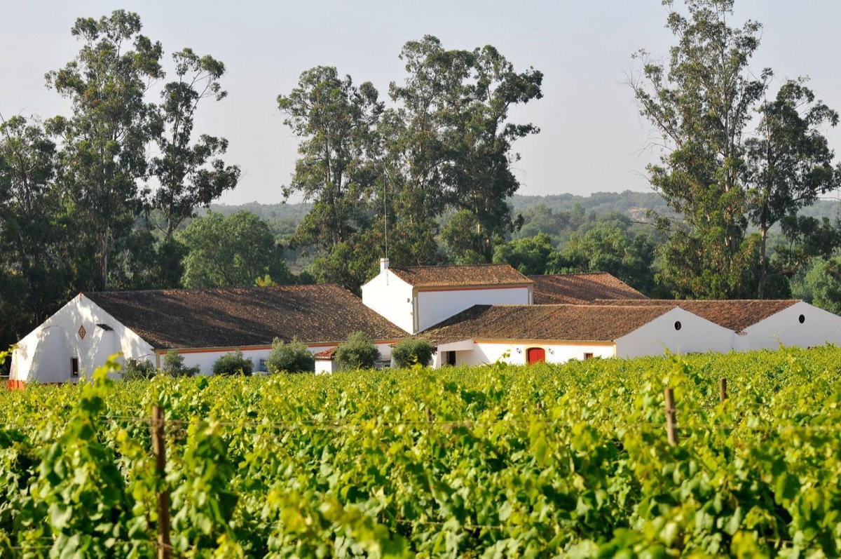 Lagares e tonéis da Herdade do Mouchão
